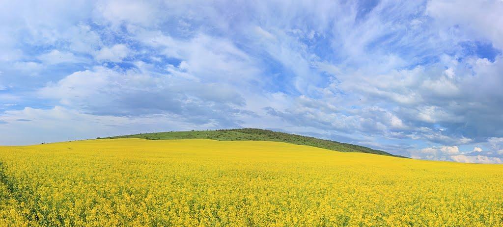 Підлисся з panoramio.com - Подлесье