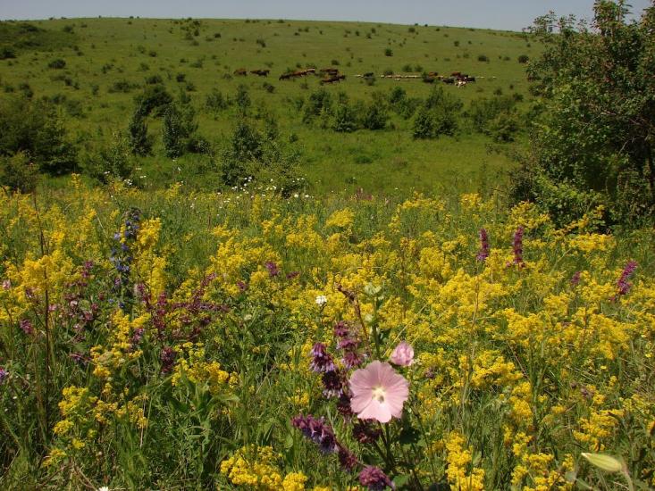 Никанорівка з panoramio.com - Никаноровка
