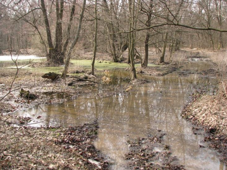 Підлісне з panoramio.com - Pidlisne