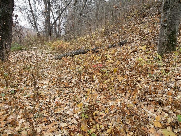 Кружилівка з panoramio.com - Kruzhylivka