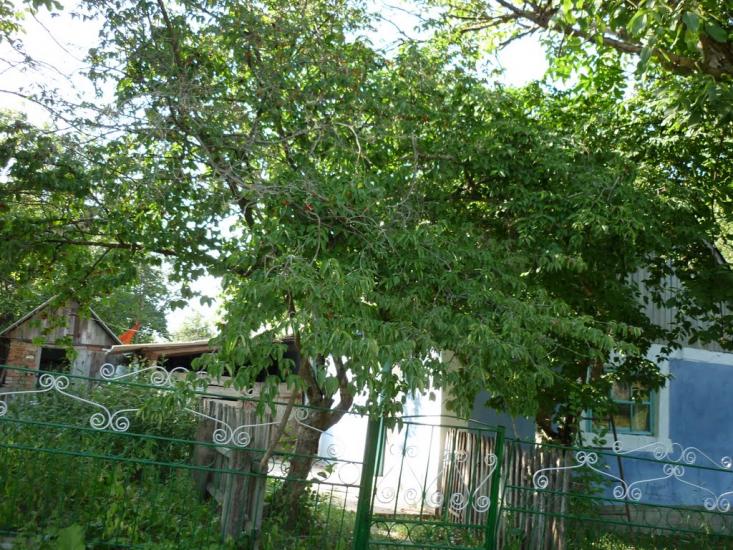 Любомирівка з panoramio.com - Любомировка