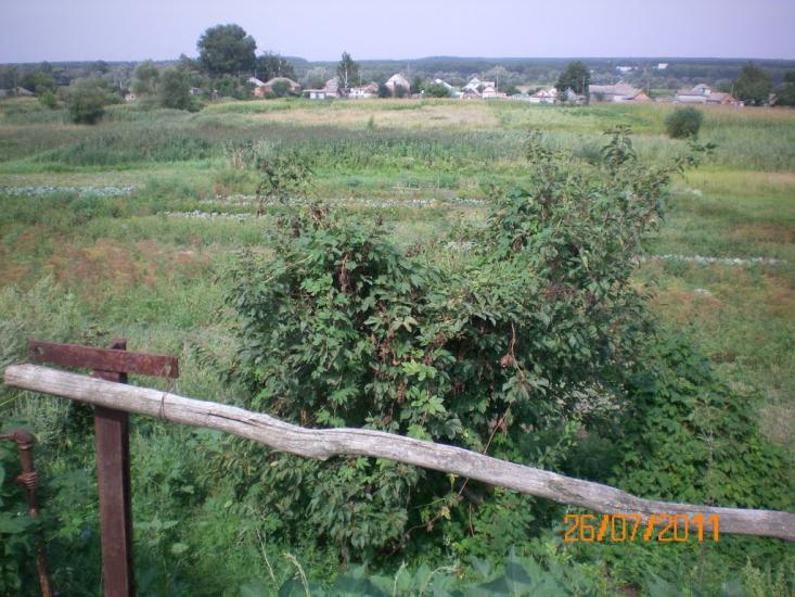 Кицівка з panoramio.com - Кицевка