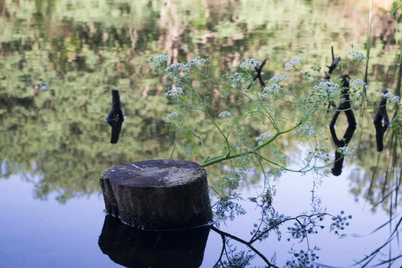 Підлісне з panoramio.com - Pidlisne