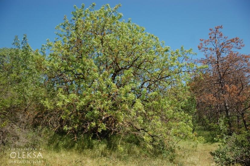 Красна Зоря з panoramio.com - Красна Зоря