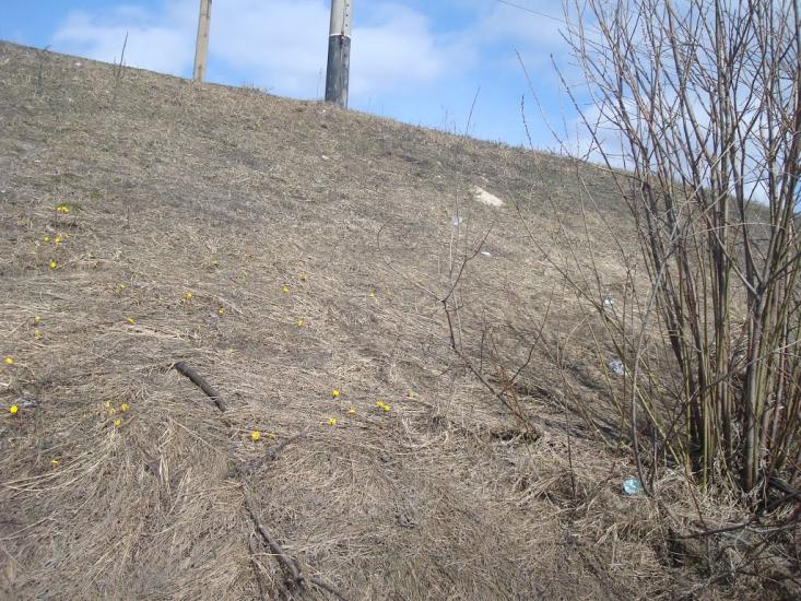 Новостроївка з panoramio.com - Новостроївка