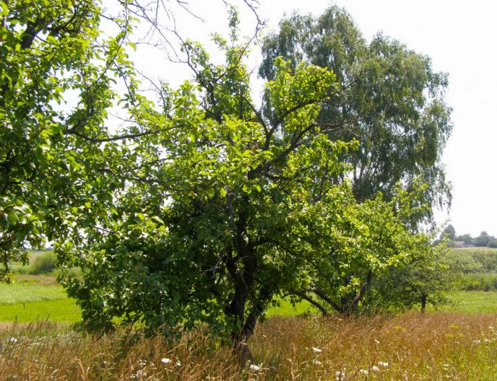 Даничів з panoramio.com - Даничів