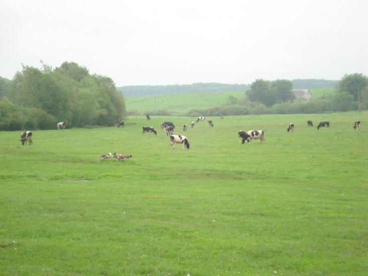 Дідилів з panoramio.com - Дідилів