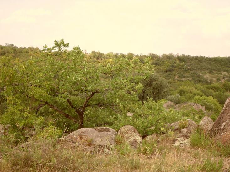 Куріпчине з panoramio.com - Kuripchyne