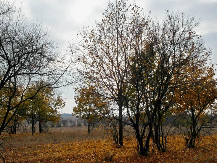 Суворовка з panoramio.com - Суворовка