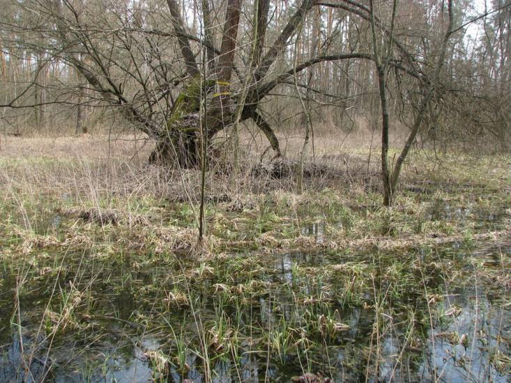 Підлісне з panoramio.com - Pidlisne
