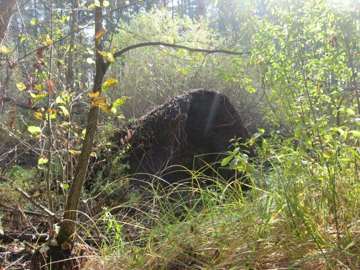 Підлиман з panoramio.com - Подлиман