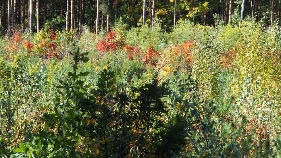 Нова Мощаниця з panoramio.com - Новая Мощаница