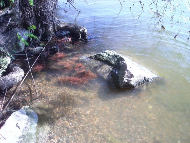 Липове з panoramio.com - Липовое