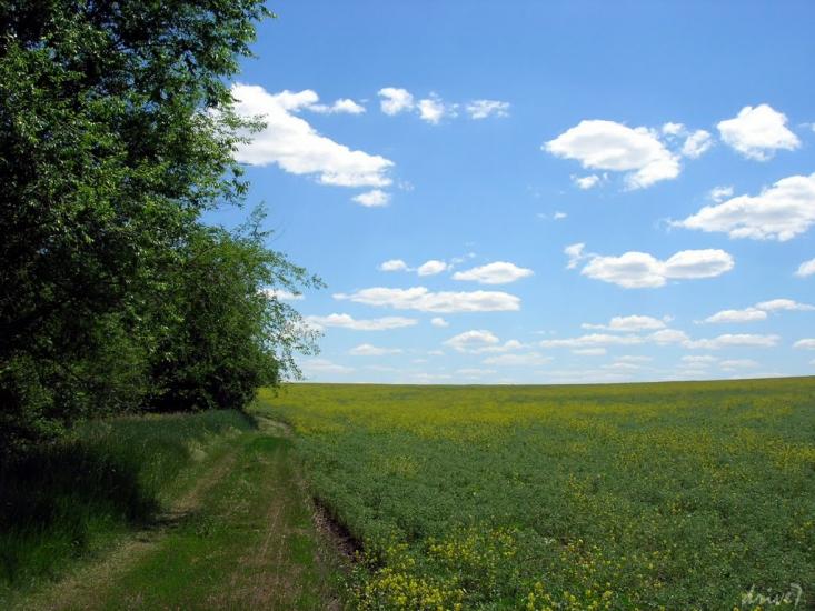 Куріпчине з panoramio.com - Kuripchyne