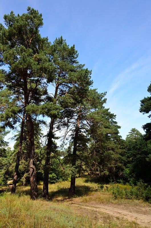 Черкаське з panoramio.com - Черкаське