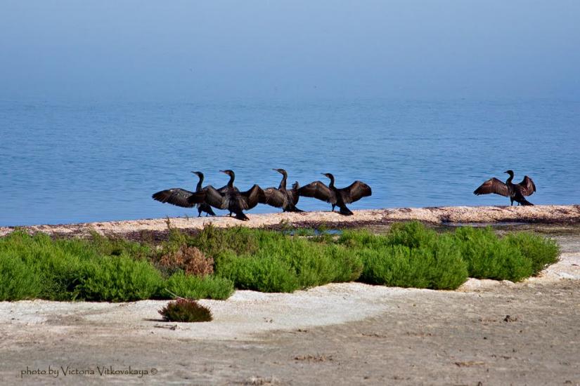 Чонгар з panoramio.com - Чонгар