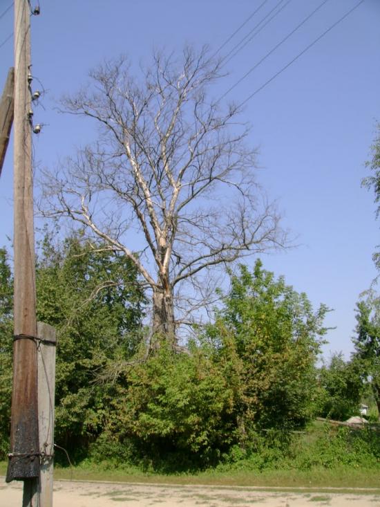 Обмачів з panoramio.com - Обмачів
