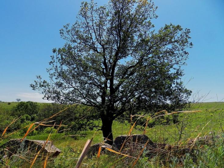 Данилове з panoramio.com - Danylove