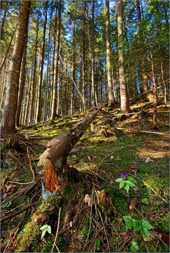 Згари з panoramio.com - Згары