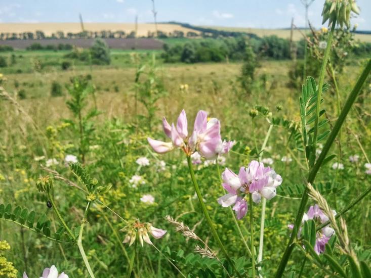 Новоукраїнка з panoramio.com - Новоукраїнка
