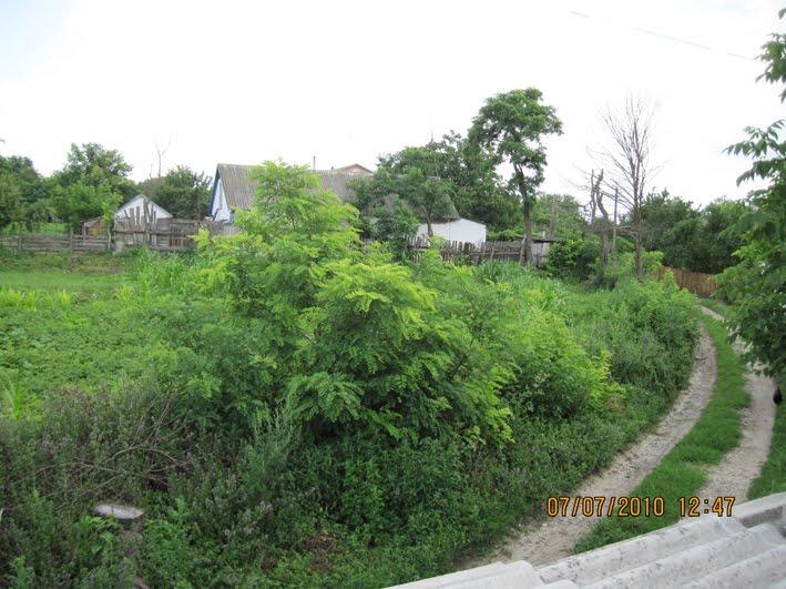 Вербівка з panoramio.com - Вербовка