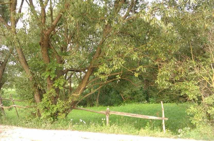 Бужок з panoramio.com - Бужок