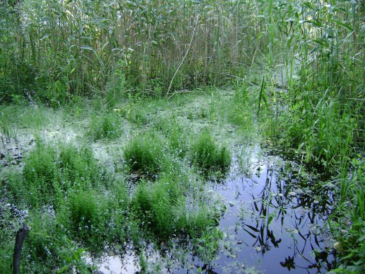 Литвинівка з panoramio.com - Литвиновка