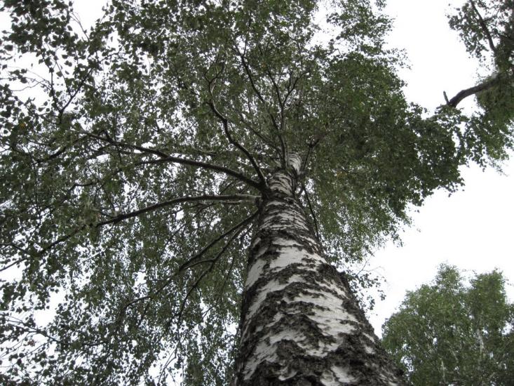 Галузинці з panoramio.com - Galuzyntsi
