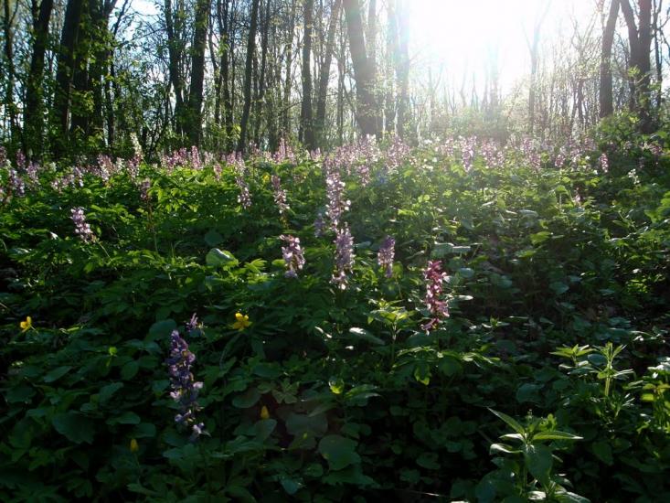 Біла з panoramio.com - Біла