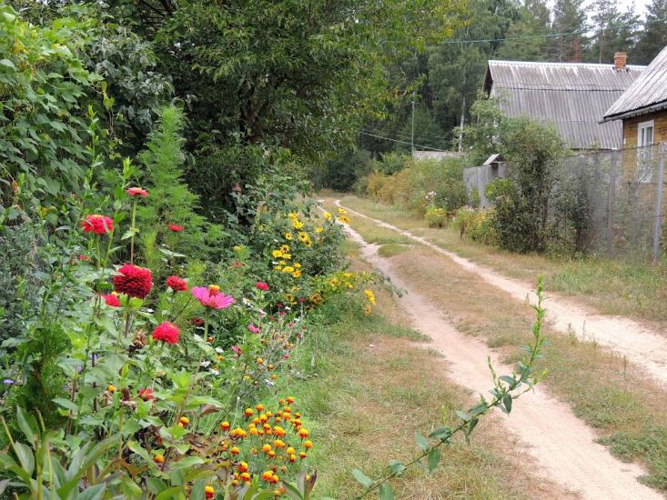Деревини з panoramio.com - Деревины