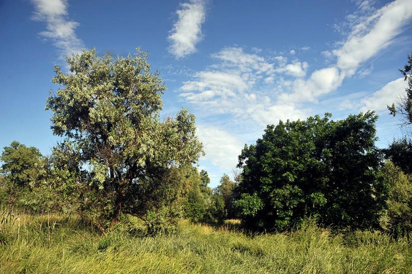 Олександро-Калинове з panoramio.com - Oleksandro-Kalynove