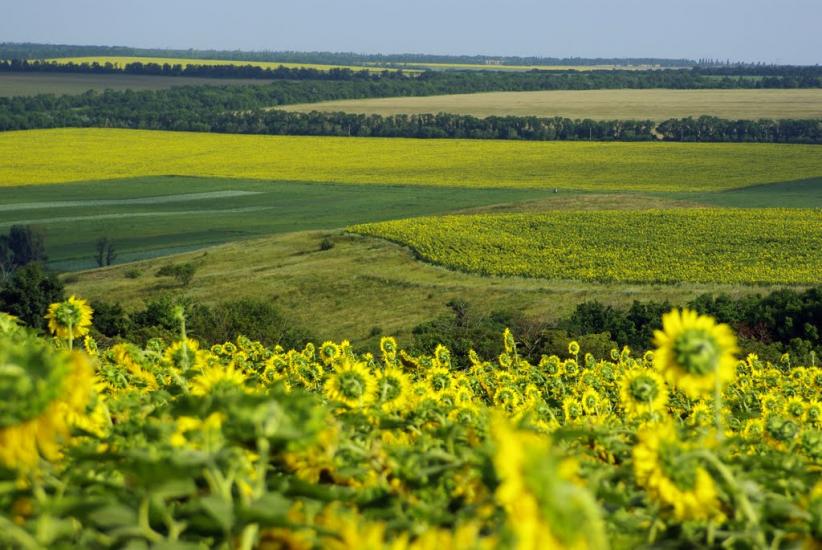 Білокузьминівка з panoramio.com - Білокузьминівка
