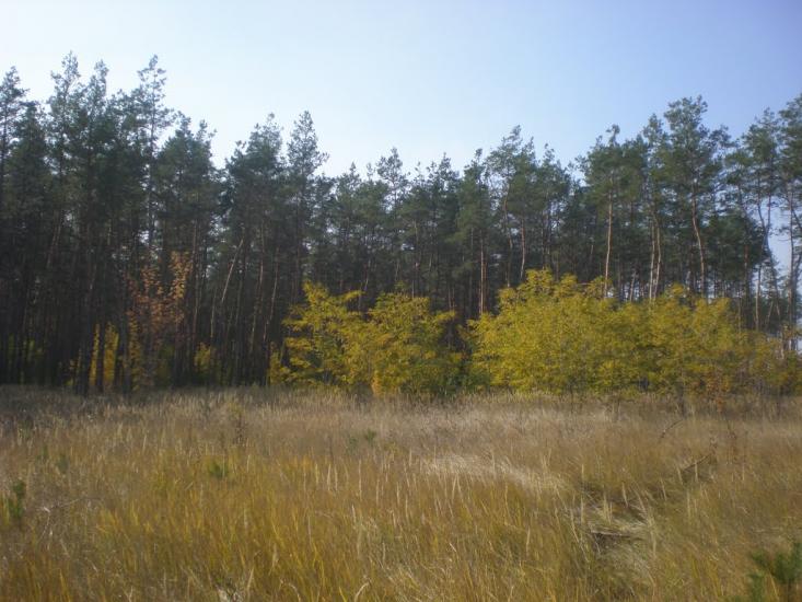 Великоолександрівка з panoramio.com - Великоолександрівка