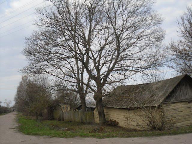 Вільшане з panoramio.com - Vilshane
