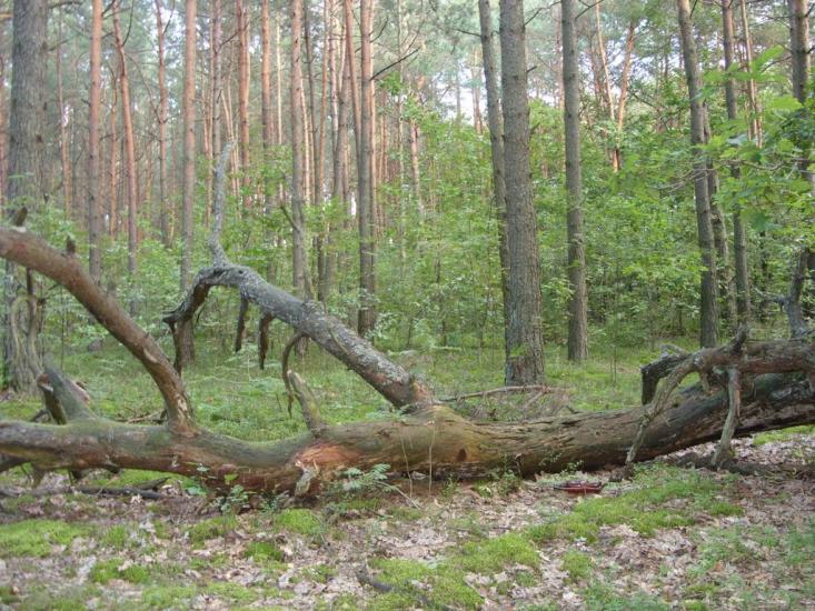 Турійськ з panoramio.com - Турийск
