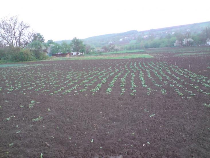 Шарапанівка з panoramio.com - Шарапанівка