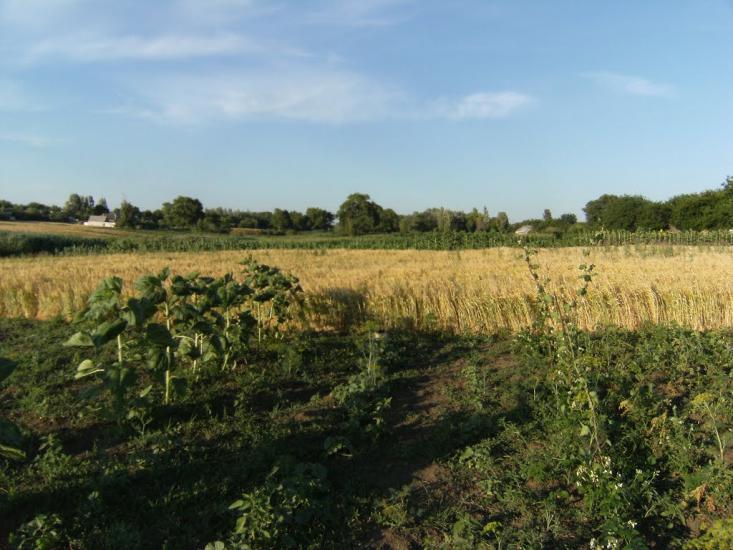 Козацьке з panoramio.com - Козацьке