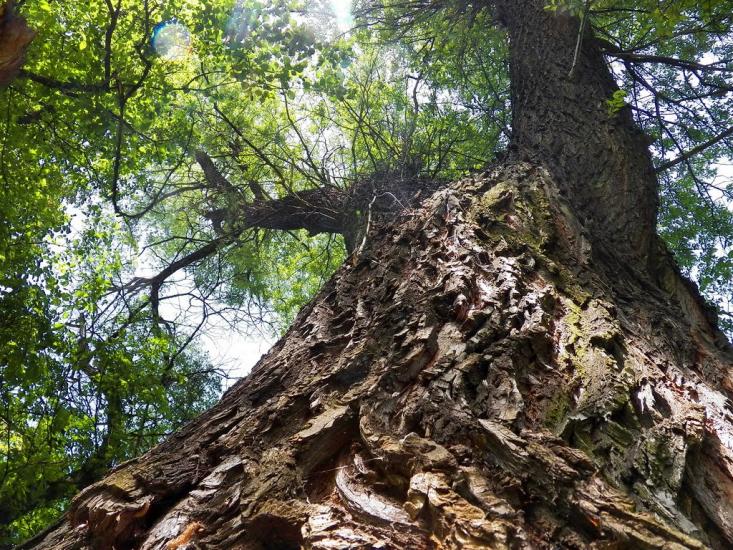 Олександрівське з panoramio.com - Александровское