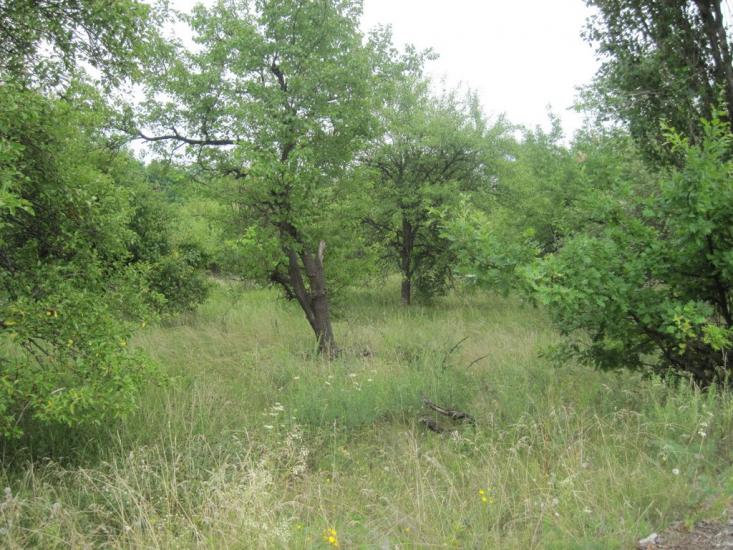 Павлиш з panoramio.com - Павлыш