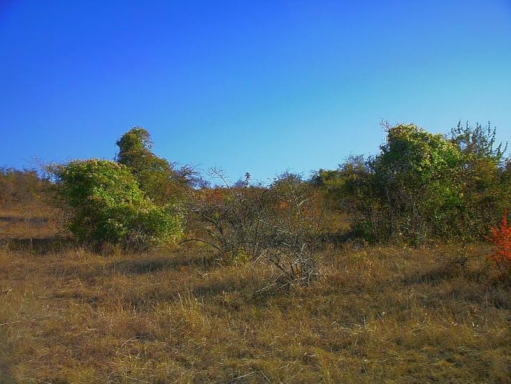 Каштани з panoramio.com - Каштани