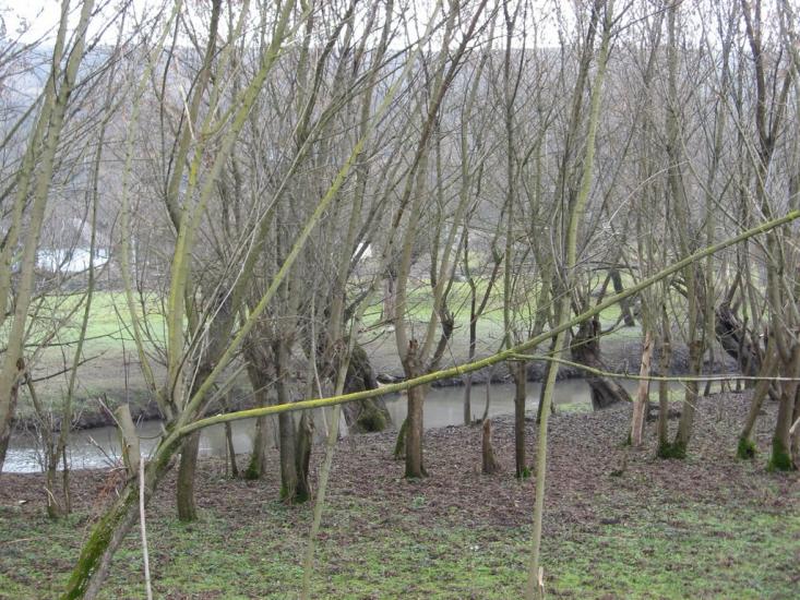 Шершенці з panoramio.com - Shershentsi
