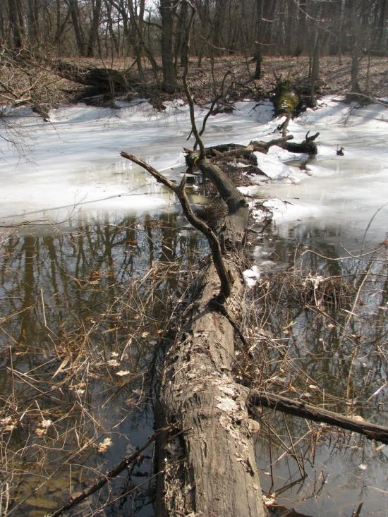 Підлісне з panoramio.com - Pidlisne