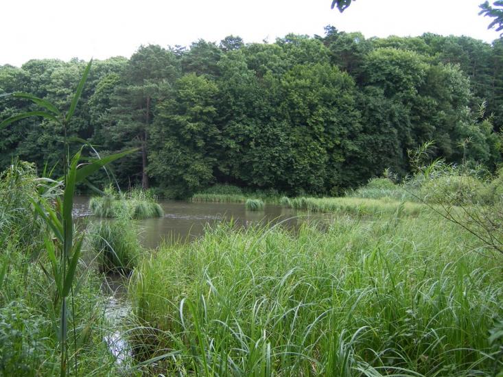 Піщатинці з panoramio.com - Пищатинцы