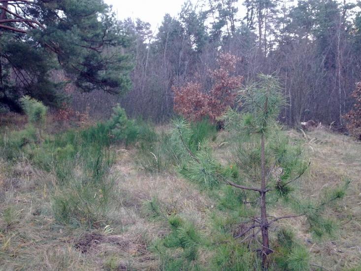 Яворів з panoramio.com - Яворов