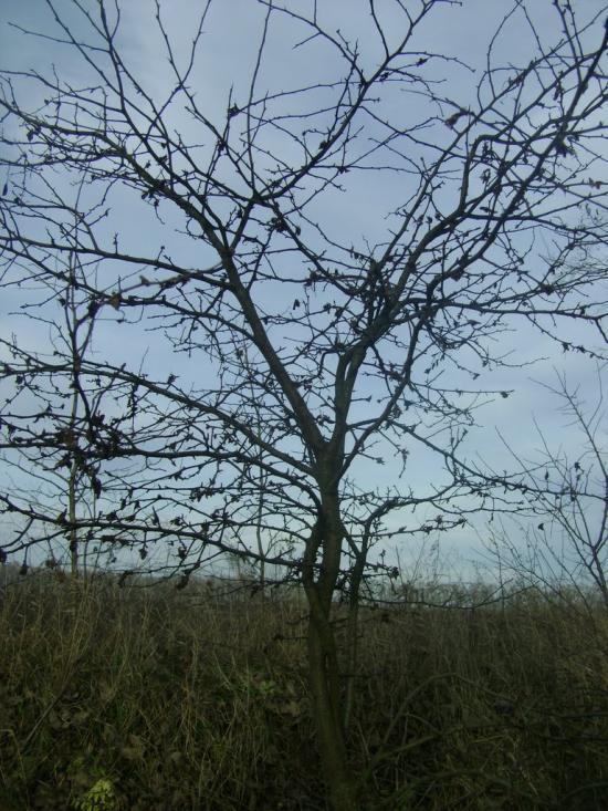 Садове з panoramio.com - Садове