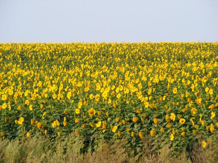 Примощаниця з panoramio.com - Примощаниця