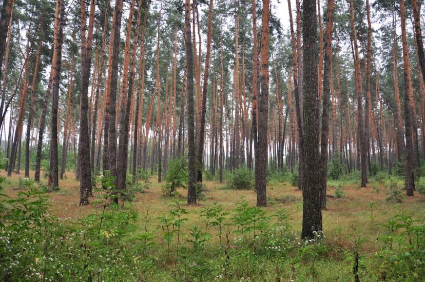 Городище-Пустоварівське з panoramio.com - Городище-Пустоваровское