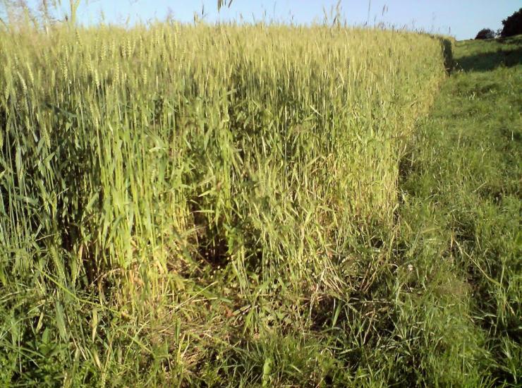 Воютичі з panoramio.com - Voyutychi