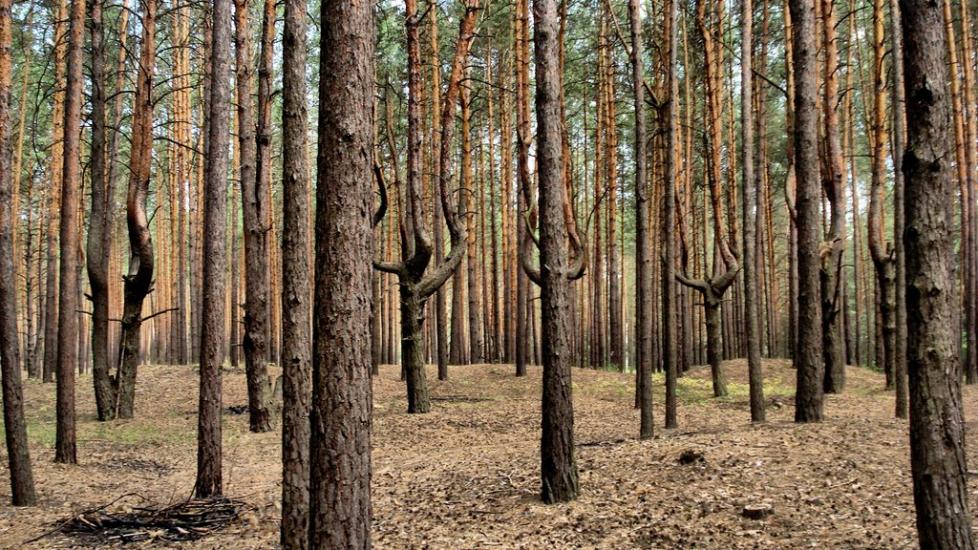 Букине з panoramio.com - Bukyne