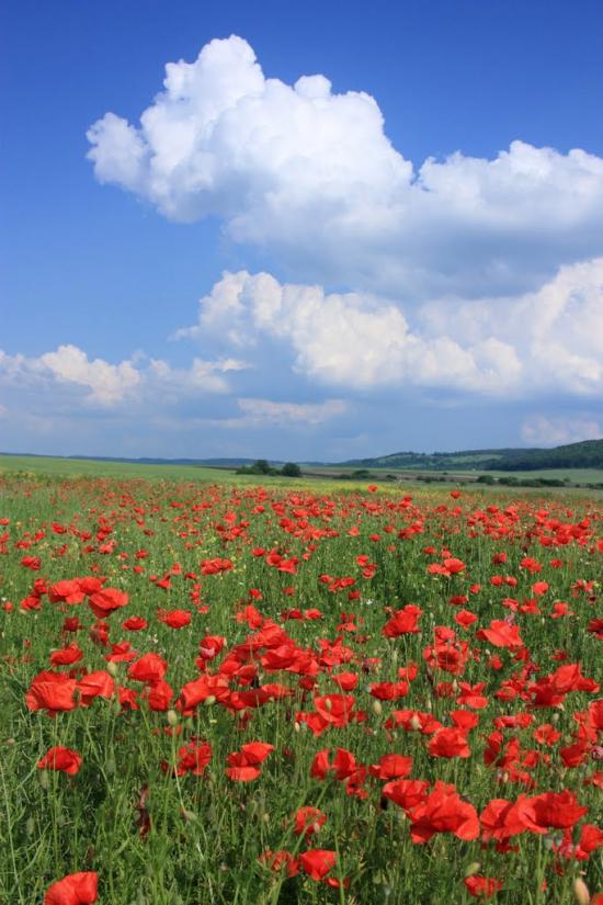 Підлисся з panoramio.com - Підлисся